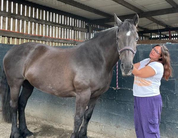 Beautiful Horse Valentine Come To Live With Haystax