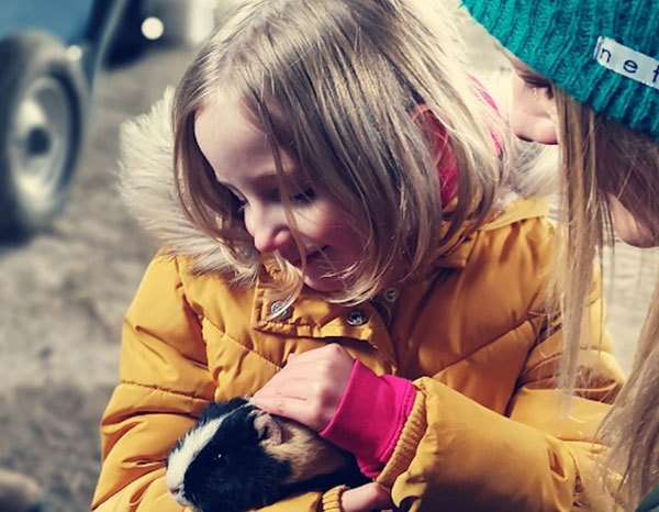 Guinea Pigs